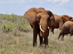 A close-up photo of an adult elephant standing in a grassy savanna, its body covered in a reddish-brown coating of mud, likely from wallowing. The elephant's large tusks curve outward, and its ears are extended. In the background, more elephants are partially visible, along with sparse green shrubs and an open blue sky.